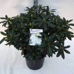 Rhododendron (Rhododendron 'Madame Masson') -Essentie Groen Verkoop rho. mme masson c30