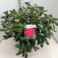 Rhododendron (Rhododendron 'Nova Zembla') -Essentie Groen Verkoop rho. nova zembla c10 50 cm