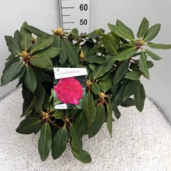Rhododendron (Rhododendron 'American Beauty') -Essentie Groen Verkoop rho. p. a. beauty c10 50 cm
