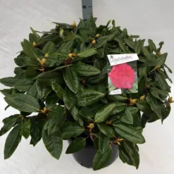 Rhododendron (Rhododendron 'American Beauty') -Essentie Groen Verkoop rho. pierce amercian beauty c40