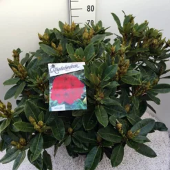 Rhododendron (Rhododendron 'Red Jack') -Essentie Groen Verkoop rho. red jack c20