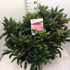 Rhododendron (Rhododendron 'Wilgen's Ruby') -Essentie Groen Verkoop rho. wilgens ruby c20