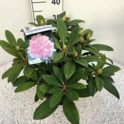 Rhododendron (Rhododendron 'Doc') -Essentie Groen Verkoop rho. y doc c5