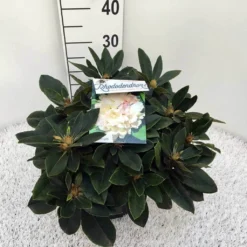 Dwergrhododendron (Rhododendron 'Golden Torch') 23 Dwergrhododendron (Rhododendron 'Golden Torch') -Essentie Groen Verkoop rho. y golden torch c5