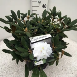 Dwergrhododendron (Rhododendron 'Porzellan') -Essentie Groen Verkoop rho. y porzelan c10