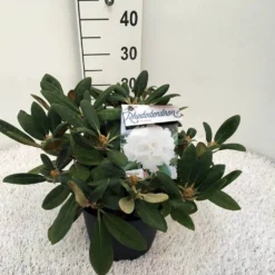 Dwergrhododendron (Rhododendron 'Porzellan') -Essentie Groen Verkoop rho. y porzelan c5