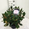 Dwergrhododendron (Rhododendron 'Silberwolke') -Essentie Groen Verkoop rho. y silberwolke c5
