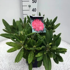 Dwergrhododendron (Rhododendron 'Sweet Sue') -Essentie Groen Verkoop rho. y sweet sue c5