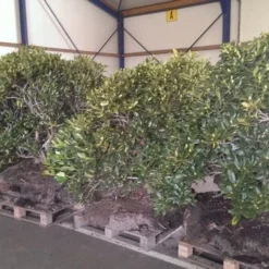 Rhododendron (Rhododendron 'Cunningham White') -Essentie Groen Verkoop rhodo cun white