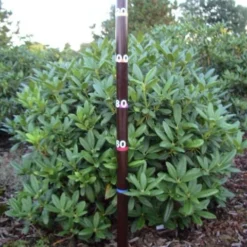 Rhododendron (Rhododendron 'Cunningham White') -Essentie Groen Verkoop rhodod cun white 1