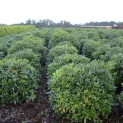 Rhododendron (Rhododendron 'Cunningham White') -Essentie Groen Verkoop rhodod cun white 2
