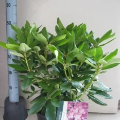 Rhododendron (Rhododendron Catawbiense 'Boursault') -Essentie Groen Verkoop rhododendron boursault c5 aug