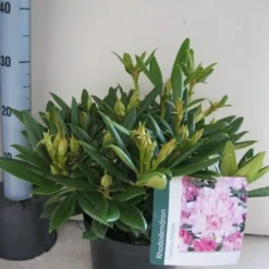 Dwergrhododendron (Rhododendron 'Caroline Allbrook') -Essentie Groen Verkoop rhododendron caroline allbrook c5 aug