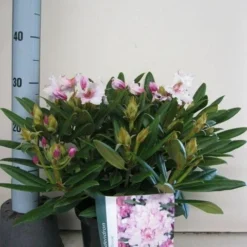 Dwergrhododendron (Rhododendron 'Caroline Allbrook') -Essentie Groen Verkoop rhododendron caroline allbrook c5 sept