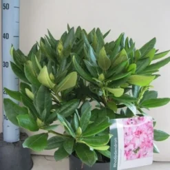 Rhododendron (Rhododendron 'Cosmopolitan') -Essentie Groen Verkoop rhododendron cosmopolotan c5 aug