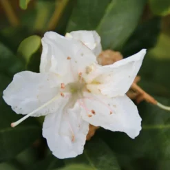 Rhododendron (Rhododendron 'Cunningham White') -Essentie Groen Verkoop rhododendron cunningham white 2