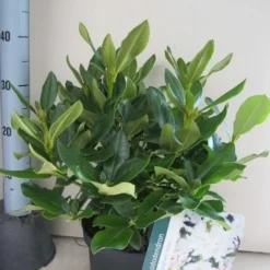 Rhododendron (Rhododendron 'Cunningham White') -Essentie Groen Verkoop rhododendron cunninghams white c5 aug 1