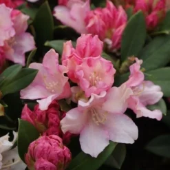 Dwergrhododendron (Rhododendron 'Dreamland') -Essentie Groen Verkoop rhododendron dreamland 4