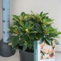 Dwergrhododendron (Rhododendron 'Golden Torch') 16 Dwergrhododendron (Rhododendron 'Golden Torch') -Essentie Groen Verkoop rhododendron golden torch c5 aug