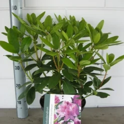 Rhododendron (Rhododendron Catawbiense 'Grandiflorum') -Essentie Groen Verkoop rhododendron grandiflorum c5 01 06 2017 kopie 1