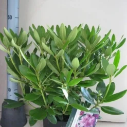 Rhododendron (Rhododendron Catawbiense 'Grandiflorum') -Essentie Groen Verkoop rhododendron grandiflorum c5 aug