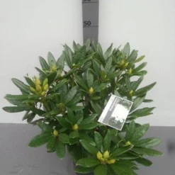 Rhododendron (Rhododendron 'Madame Masson') -Essentie Groen Verkoop rhododendron madame masson