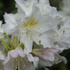 Rhododendron (Rhododendron 'Madame Masson') -Essentie Groen Verkoop rhododendron madame masson 2