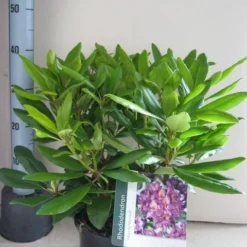 Rhododendron (Rhododendron 'Marcel Menard') -Essentie Groen Verkoop rhododendron marcel menard c5 aug