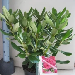 Rhododendron (Rhododendron 'Nova Zembla') -Essentie Groen Verkoop rhododendron nova zembla c5 aug 1
