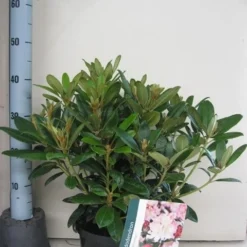 Rhododendron (Rhododendron 'Percy Wiseman') -Essentie Groen Verkoop rhododendron percy wiceman c5 aug 1