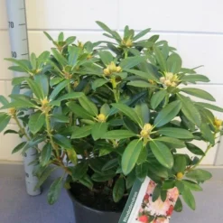 Rhododendron (Rhododendron 'Percy Wiseman') -Essentie Groen Verkoop rhododendron percy wiseman c12 november 1