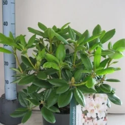 Rhododendron (Rhododendron 'Virginia Richards') -Essentie Groen Verkoop rhododendron virginia richards c5 aug