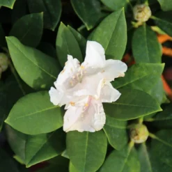 Dwergrhododendron (Rhododendron 'Golden Torch') 18 Dwergrhododendron (Rhododendron 'Golden Torch') -Essentie Groen Verkoop rhododendron y. golden torch 2