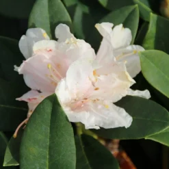 Dwergrhododendron (Rhododendron 'Golden Torch') 17 Dwergrhododendron (Rhododendron 'Golden Torch') -Essentie Groen Verkoop rhododendron y. golden torch 3