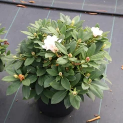 Dwergrhododendron (Rhododendron 'Golden Torch') 19 Dwergrhododendron (Rhododendron 'Golden Torch') -Essentie Groen Verkoop rhododendron y. golden torch 5