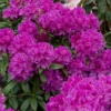 Rhododendron (Rhododendron 'Anah Kruschke')