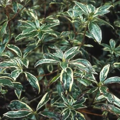 Bosrhododendron (Rhododendron Ponticum 'Variegatum') -Essentie Groen Verkoop rhpvarie 3