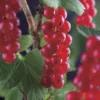 Rode Bes Op Stam (Ribes Rubrum 'Jonkheer Van Tets') -Essentie Groen Verkoop ribes rubrum jonkheer van tets 3 1