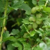 Groene Kruisbes Op Stam (Ribes Uva-crispa 'Hinnonmaki Grön') -Essentie Groen Verkoop ribes uva crispa hinnonmaeki 3