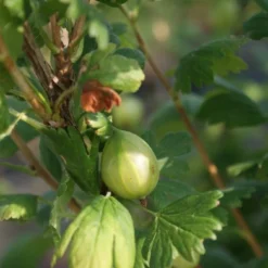 Groene Kruisbes Op Stam (Ribes Uva-crispa 'Hinnonmaki Grön') -Essentie Groen Verkoop ribes uva crispa hinnonmaki gr n lage res