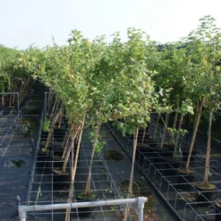 Groene Kruisbes Op Stam (Ribes Uva-crispa 'Hinnonmaki Grön') -Essentie Groen Verkoop ribes uva crispa hinnonmaki gr n stam lage res