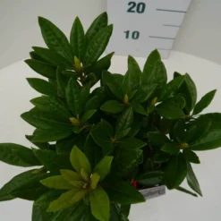 Rhododendron (Rhododendron 'Rocket') -Essentie Groen Verkoop rocket c2 boven