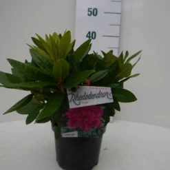 Rhododendron (Rhododendron 'Rocket') -Essentie Groen Verkoop rocket c2 voor