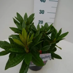 Rhododendron (Rhododendron 'Rocket') -Essentie Groen Verkoop rocket c2 zij