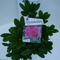 Rhododendron (Rhododendron 'Rocket') -Essentie Groen Verkoop rocket c5 boven