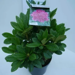 Rhododendron (Rhododendron 'Rocket') -Essentie Groen Verkoop rocket c5 zij