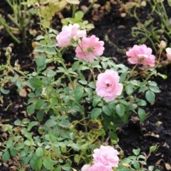 Trosroos (Rosa 'Bonica 82') -Essentie Groen Verkoop rosa bonica 82 1