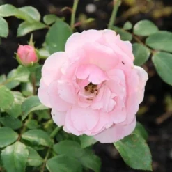 Trosroos (Rosa 'Bonica 82') -Essentie Groen Verkoop rosa bonica 82 2