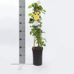 Klimroos (Rosa 'Golden Climber') -Essentie Groen Verkoop rosa golden climber 1