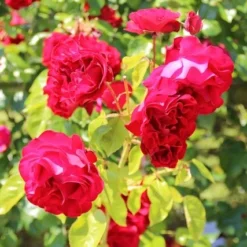 Klimroos (Rosa 'Grand Hotel') -Essentie Groen Verkoop rosa grand hotel